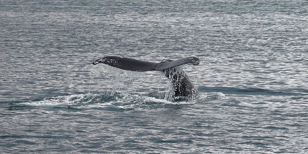 Whale Watching Season in Australia: What Binoculars Work Best?